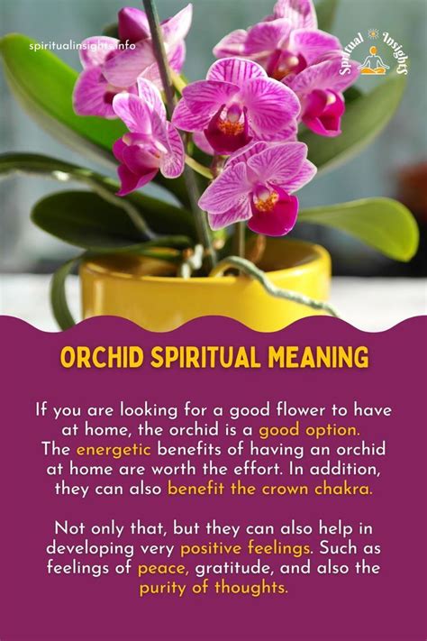 orchid meanjng|spiritual meaning of orchids.